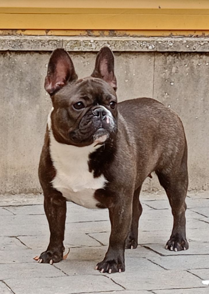 Publication : Dos Touros