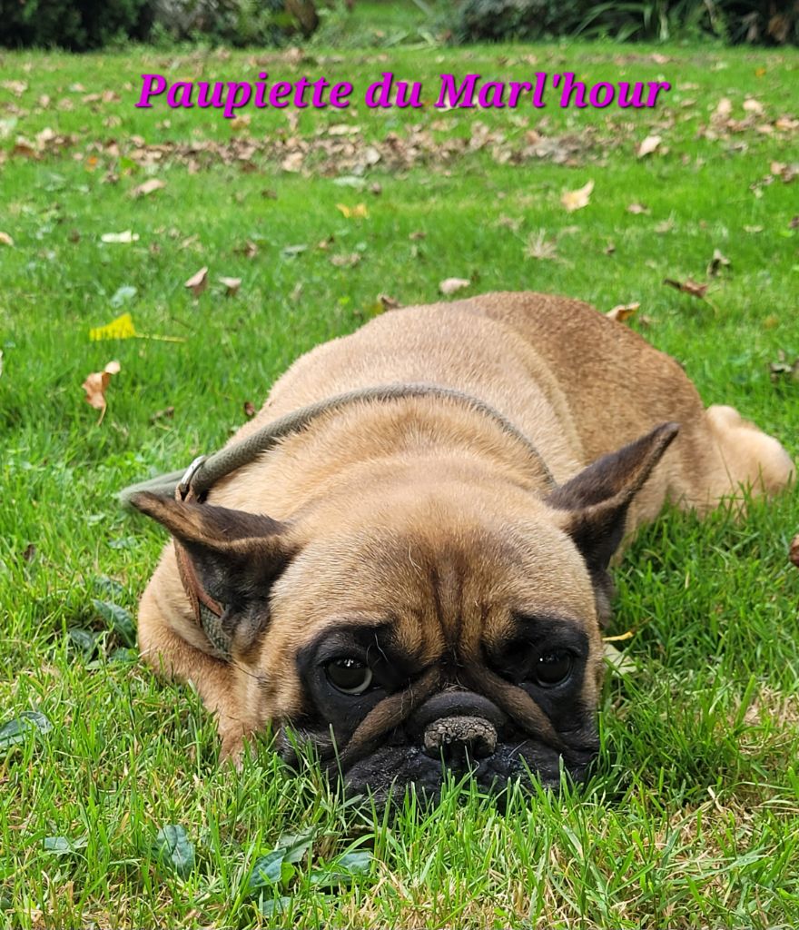 Publication : du Marl'Hour Auteur : L'HOUR Rachel 