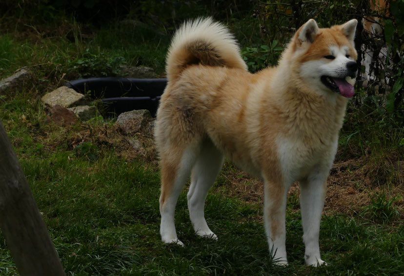 Publication : Des Fideles Akita Ken 