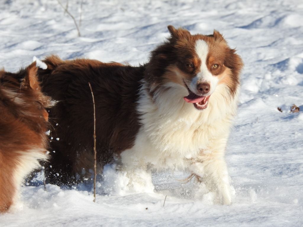 Publication : Du Sapin Vert