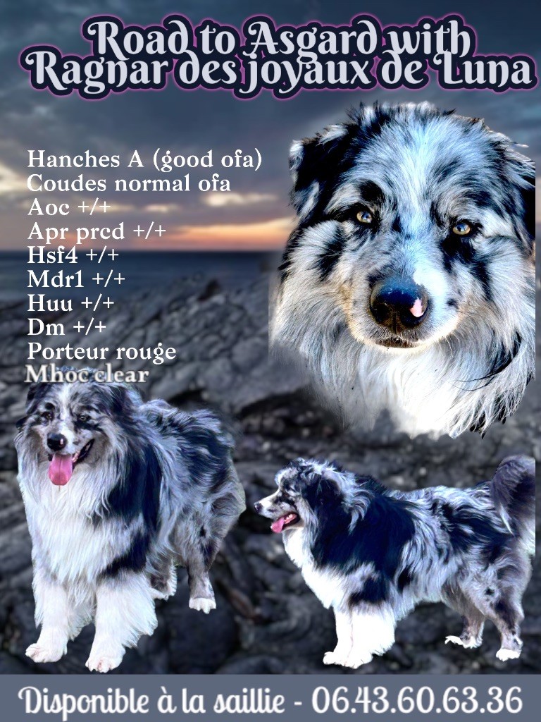 Publication : Des Joyaux De Luna Auteur : Des joyaux de Luna