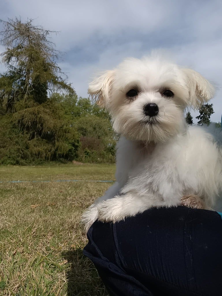 Publication : du Moulin de la Terrasse 