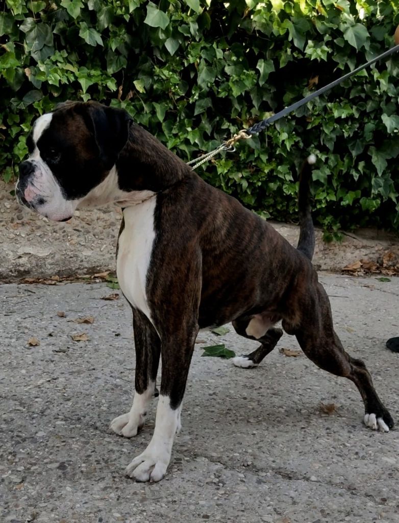 Porfilio de boxer de infantes de torote