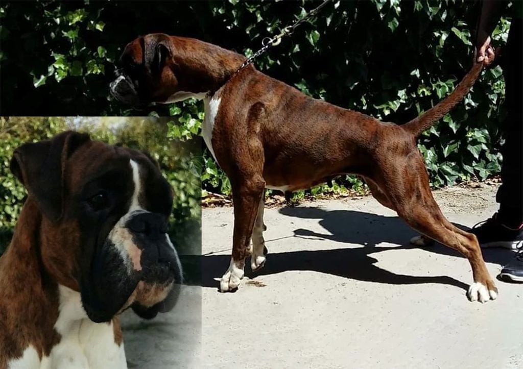 Gamboa de boxer de infantes de torote