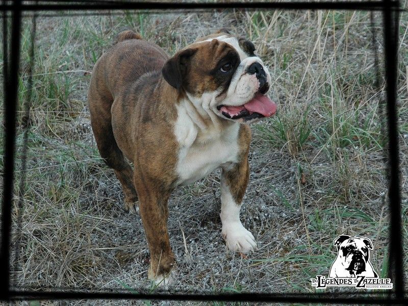 Publication : Des legendes de zazelle