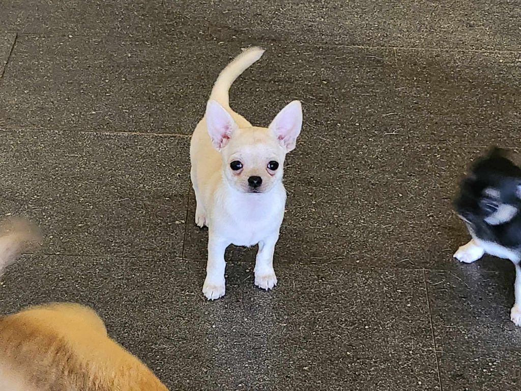 Publication : Degli Angeli E Demoni 