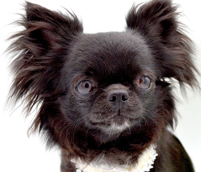 Diamondskane Shinning black beauty