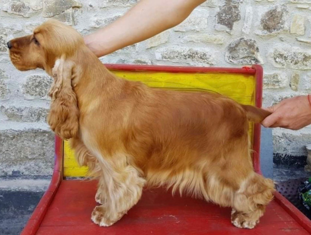 gerini's truelife Olympia