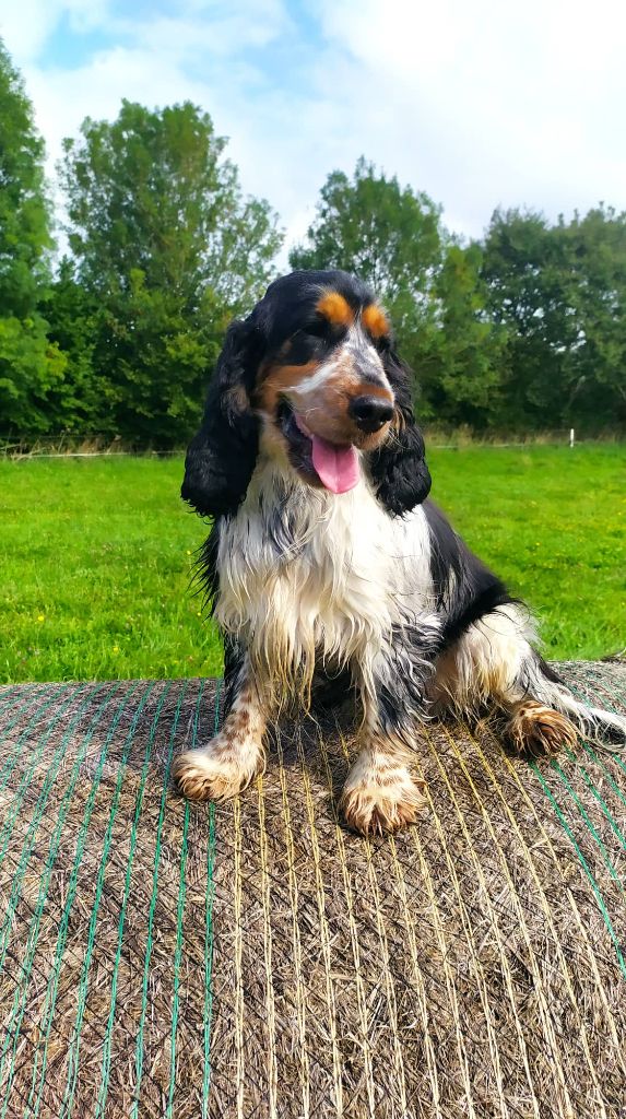 Publication : du Kreizker 