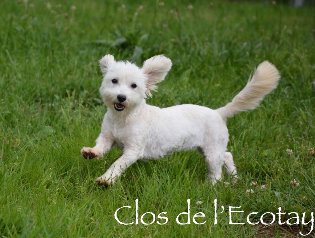 Publication : Du Clos De L'Ecotay Auteur : clos de l'Ecotay