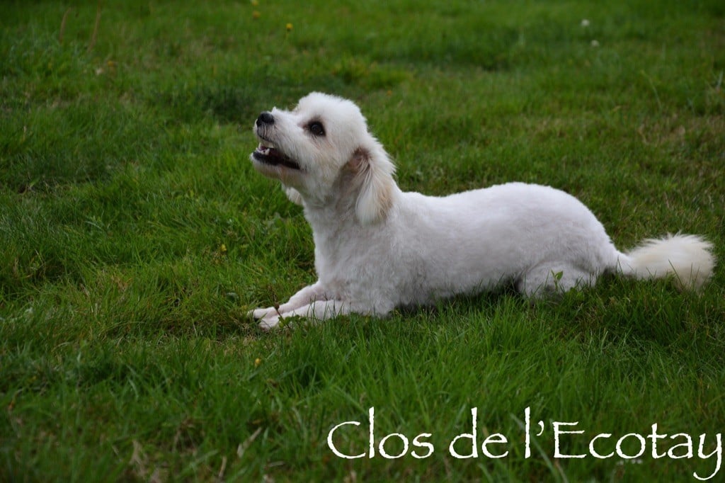 Publication : Du Clos De L'Ecotay Auteur : clos de l'ecotay