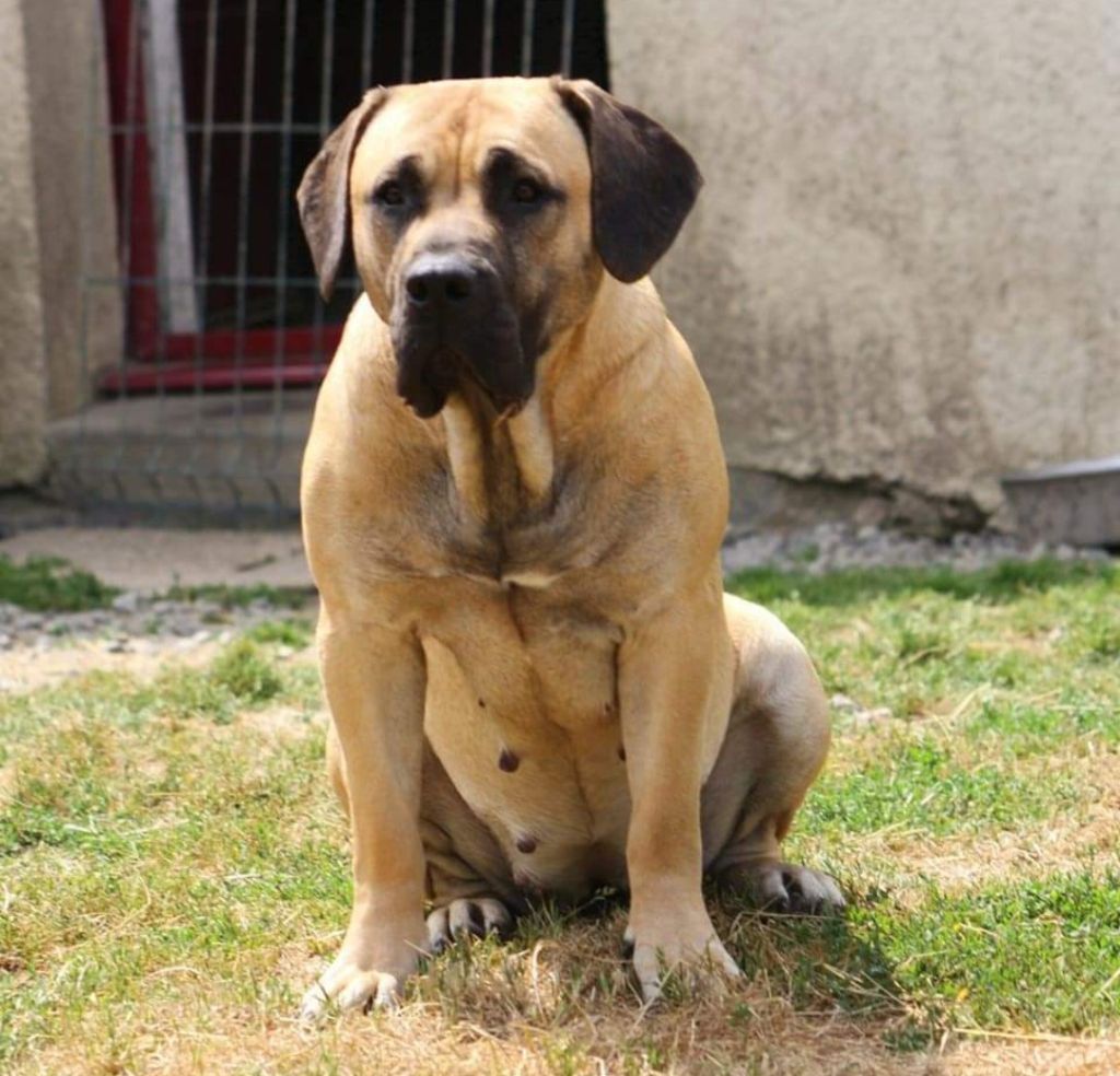 Publication : De La Huella Del Presa Canario