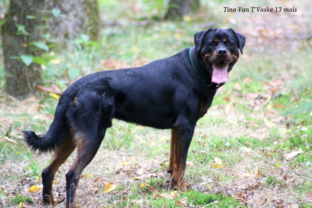 Publication : de la haute morinière Auteur : C.Nicolaizeau