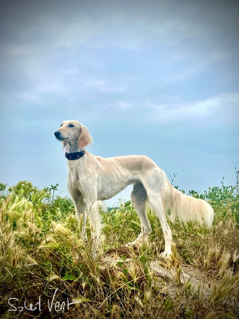 Publication : Du Soleil Vert Auteur : Soleil Vert