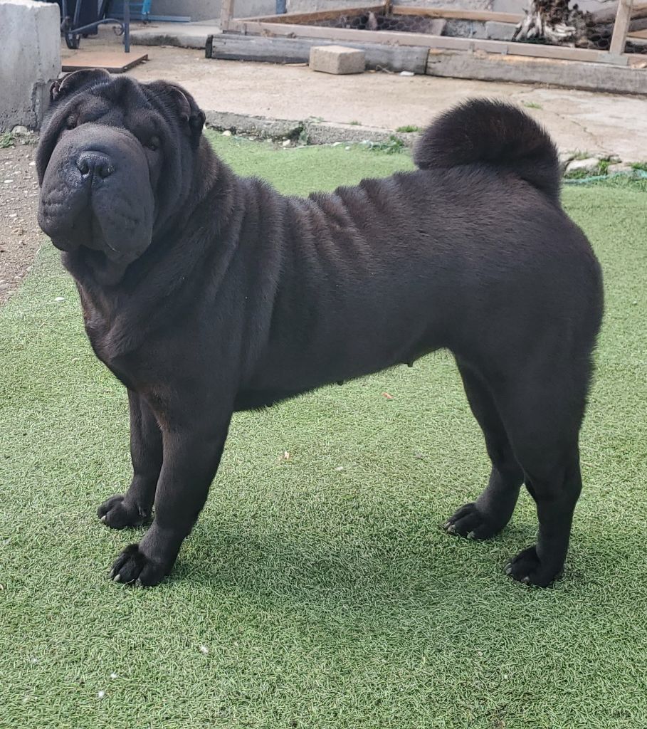 Publication : Realijo