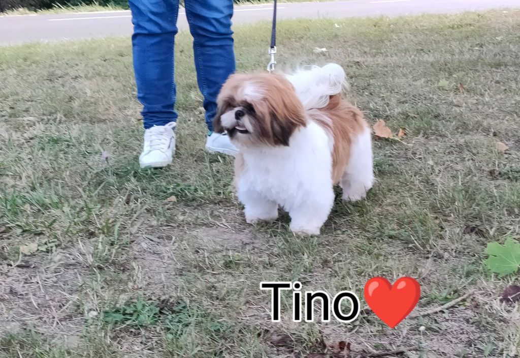 Publication : des gladiateurs de la nuit Auteur : Patrick & Janine