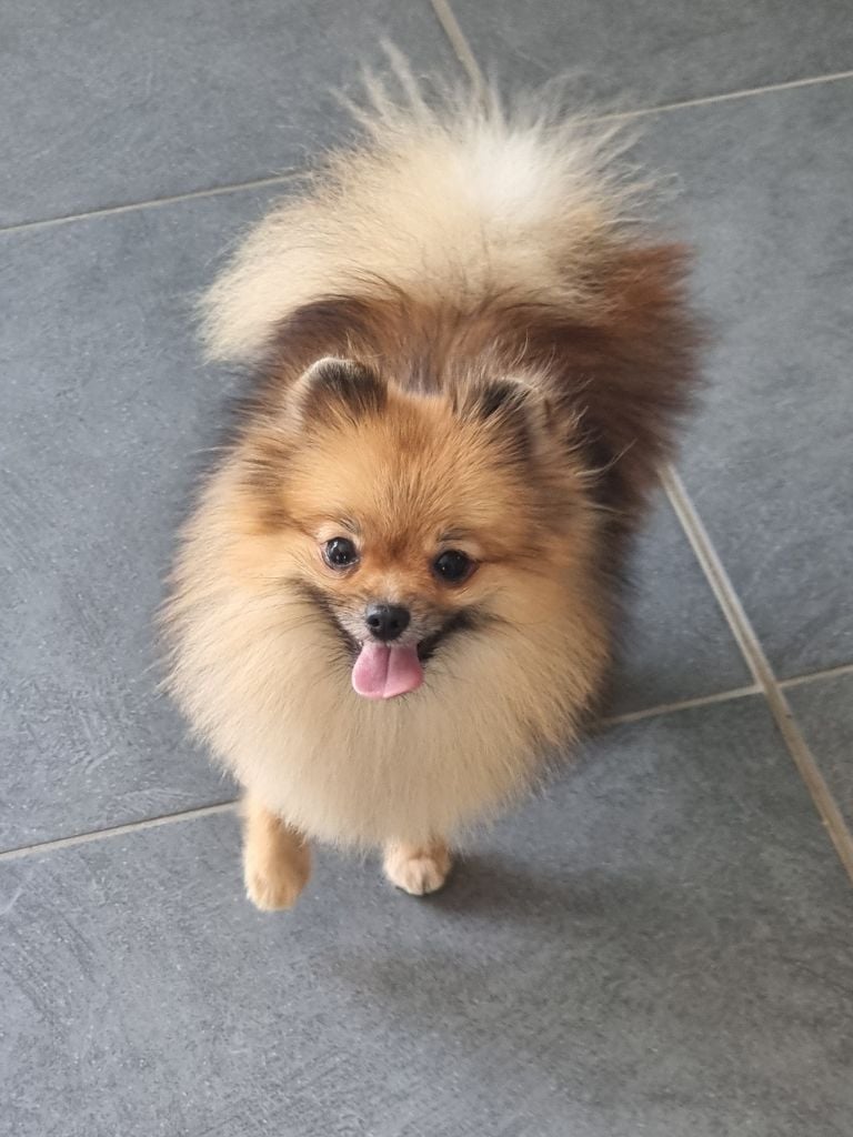 Publication : Du Domaine Angel Stars