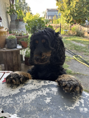 Étalon Cocker Spaniel Anglais - Sikkly du domaine de sainte gladyce