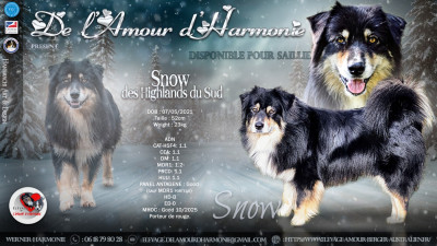 Étalon Berger Australien - Snow Des Highlands Du Sud