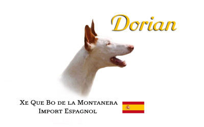 Étalon Podenco d'Ibiza - CH. Xe que bo de la montanera
