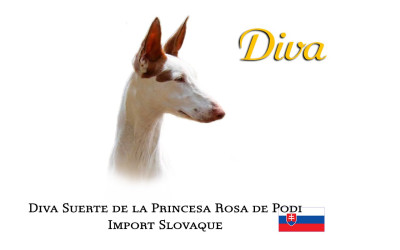 Étalon Podenco d'Ibiza - CH. Diva suerte de la princesa rosa de podi