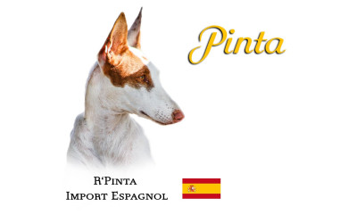 Étalon Podenco d'Ibiza - CH. R'pinta Titre Initial
