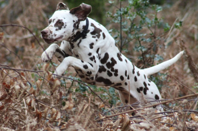 Étalon Dalmatien - Taya Des Dalma d'Olympe