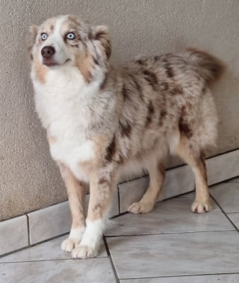 Étalon Berger Américain Miniature - Starmania de l'Angelarde