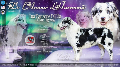 Étalon Berger Australien - Una canzone di ella Of Blue Highway