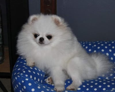 Étalon Spitz allemand - Lia (Sans Affixe)