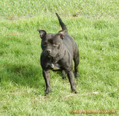 Étalon Staffordshire Bull Terrier - Layka du hameau de fontenay