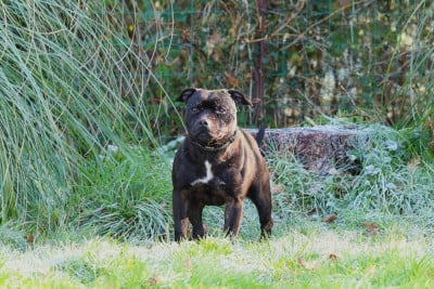 Étalon Staffordshire Bull Terrier - jedymastaff Black star