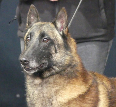 Étalon Berger Belge - CH. Symus Des Gardiens De La Cigogne