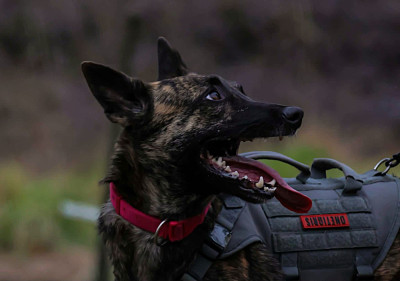 Étalon Berger hollandais - CH. Umprobable Des Sylves D'ébène