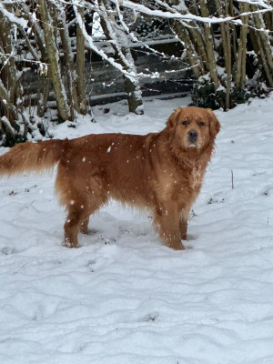 Étalon Golden Retriever - Tigrou A Star Is Born