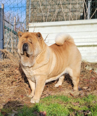 Étalon Chow Chow - Seiko Le domaine de fabadel