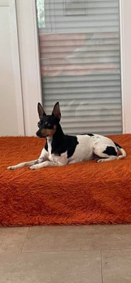 Étalon Ratier valencien - CH. Randeros Gema dite Salsa