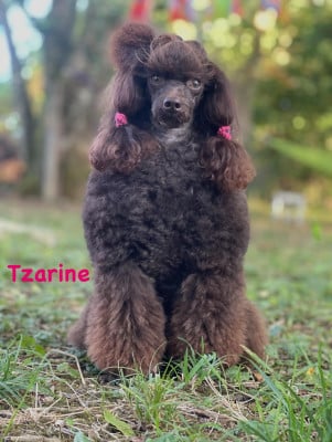 Étalon Caniche - Tzarine brown princess de L'Aitone