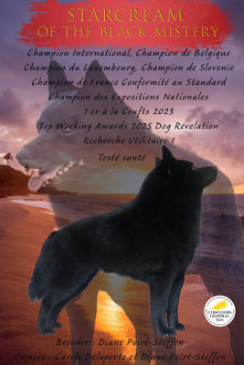 Étalon Schipperke - CH. Starscream of the black Mistery