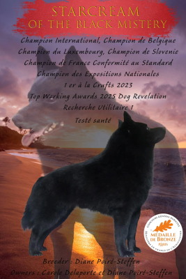 Étalon Schipperke - CH. Starscream of the black Mistery