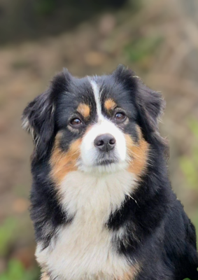 Étalon Berger Américain Miniature - Unchain my heart (dite choupinette) du petit Duc Victoria