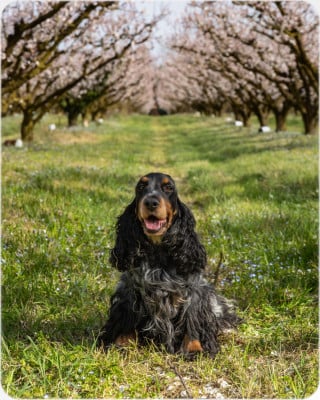 Étalon Cocker Spaniel Anglais - Roxy Du Berceau Des Chouquettes