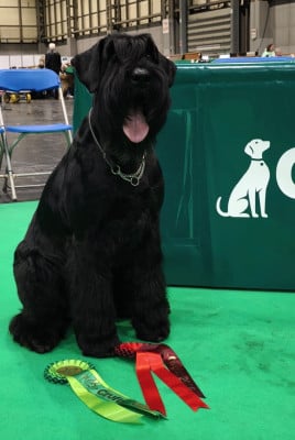 Étalon Schnauzer Geant - CH. balck almas Xia