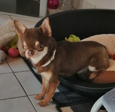 Étalon Chihuahua - Shoko Des Pattounes Douces