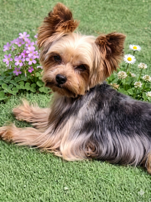 Étalon Yorkshire Terrier - Play-boy Du puits des sortileges