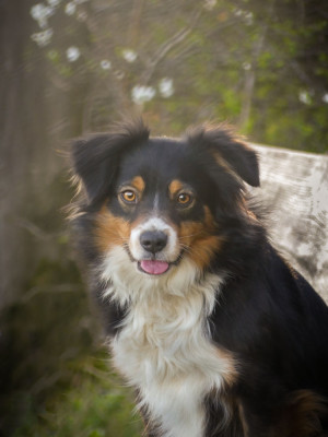 Swifty of Fantasia Collies