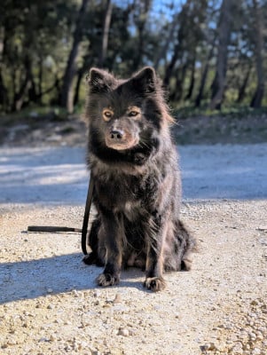 Étalon Chien finnois de Laponie - Aegirsson Phleur