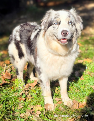 Étalon Berger Australien - Una canzone di ella Of Blue Highway