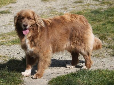 Étalon Berger Australien - So beautiful charlotte of Cree's River