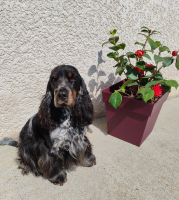 Étalon Cocker Spaniel Anglais - Scandal De La Lembaz